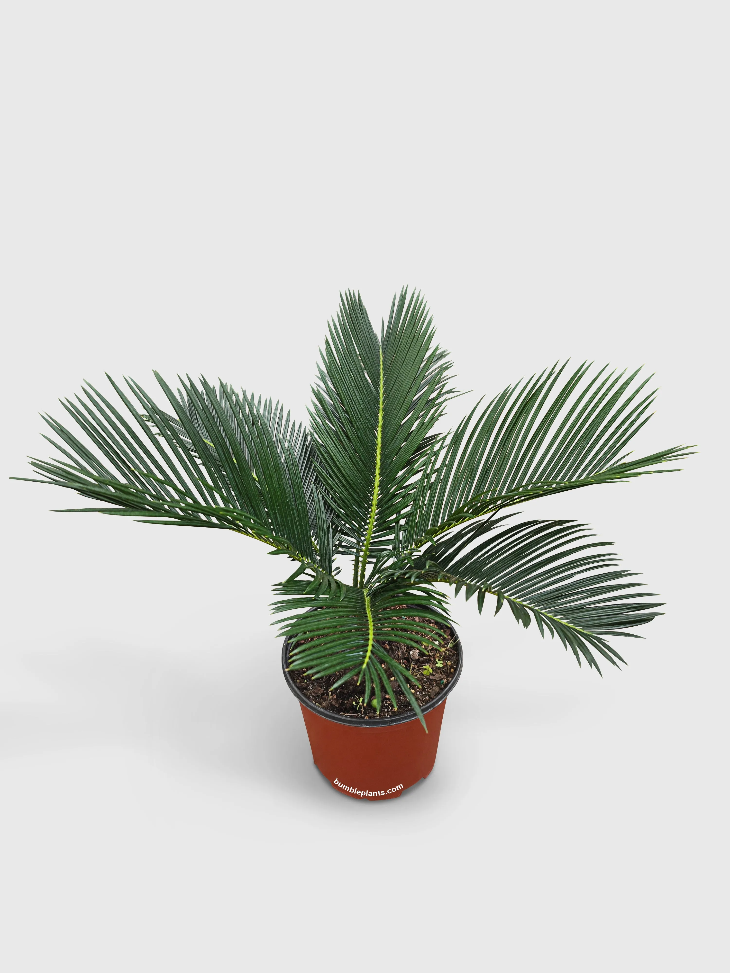 King Palm Sago Cycas Revoluta