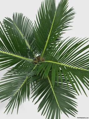 King Palm Sago Cycas Revoluta