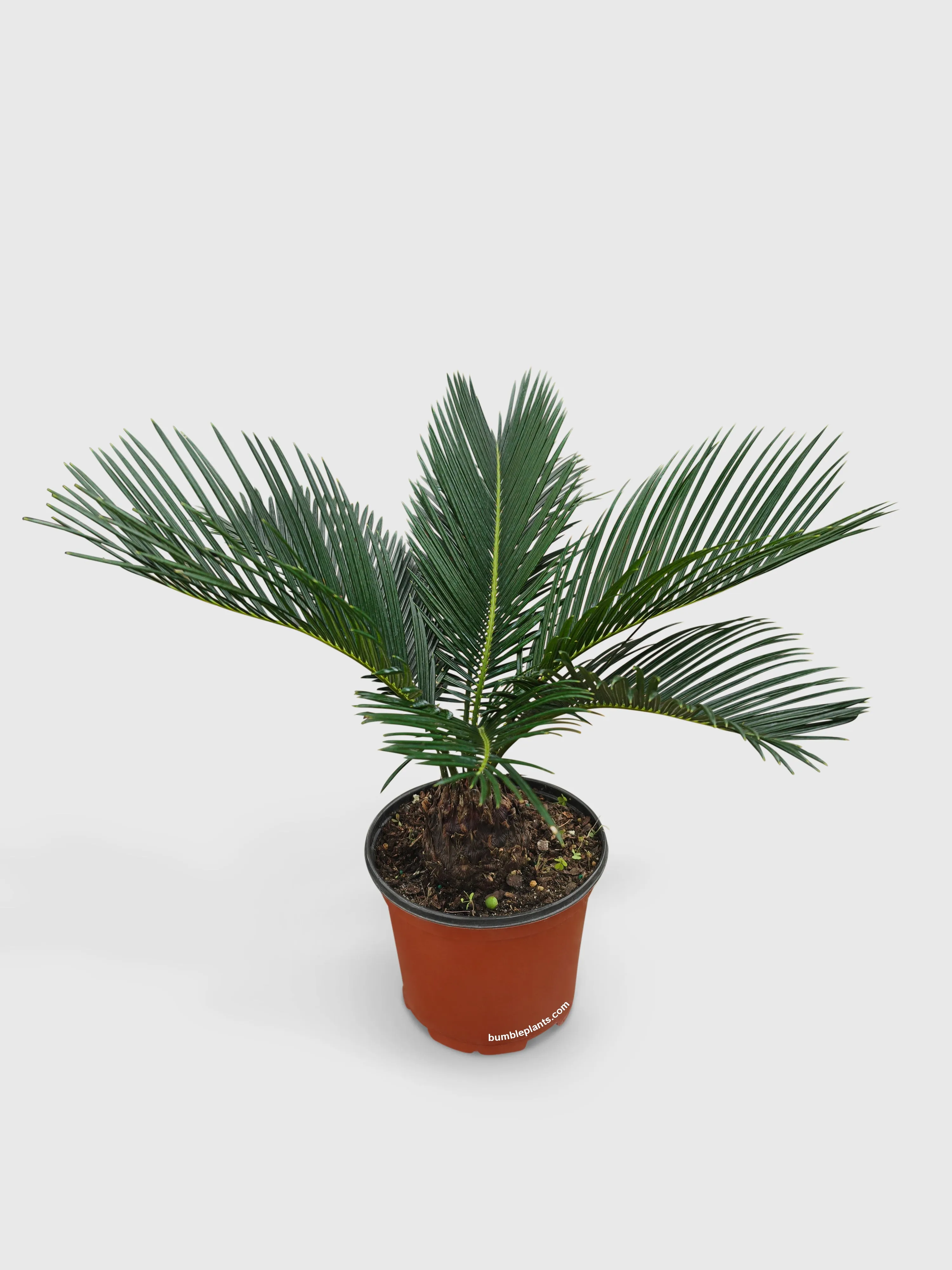 King Palm Sago Cycas Revoluta