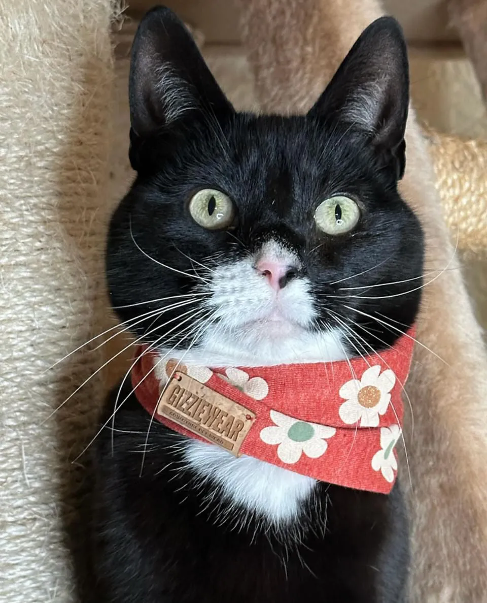 Orange Flowers pet scarf